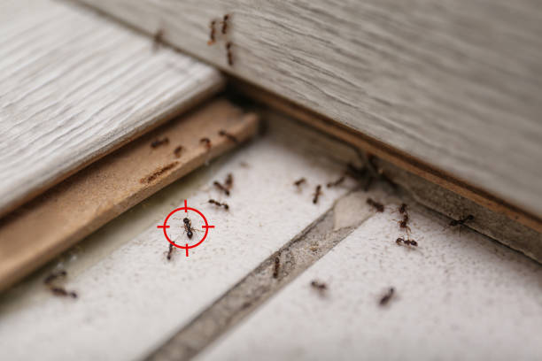 Best Local Pest Control Services  in Sylacauga, AL