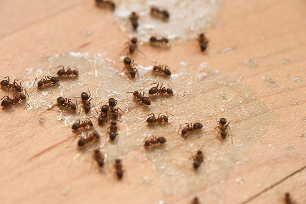 Best Cockroach Control Services  in Sylacauga, AL