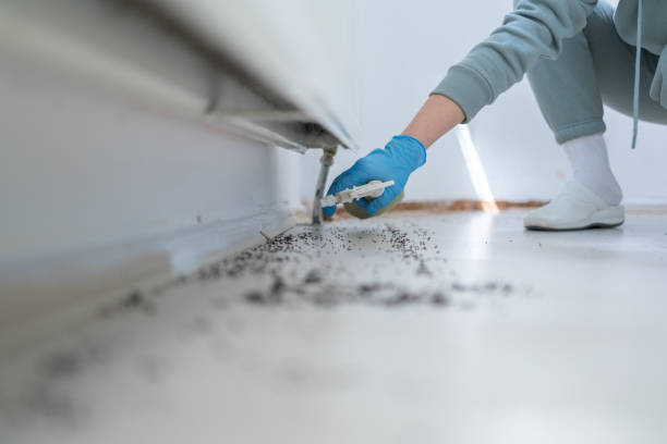 Best Spider Control Near Me  in Sylacauga, AL